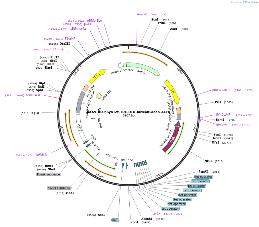 242782-plasmid-map-sequence-id-486993