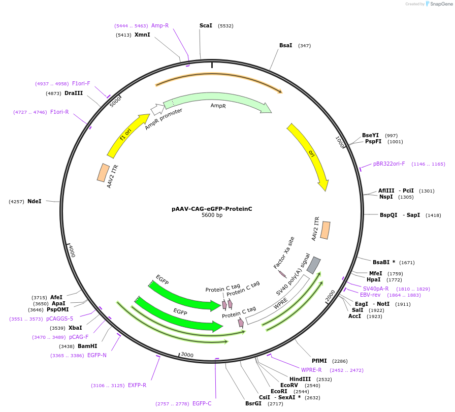 242774-plasmid-map-sequence-id-486995