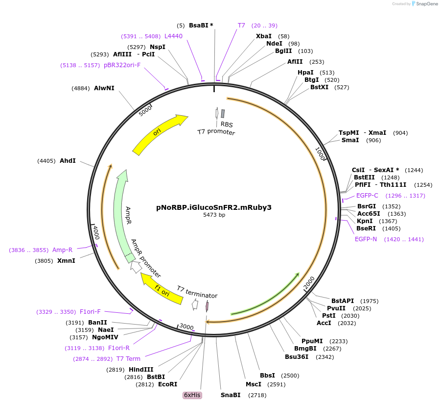 244106-plasmid-map-sequence-id-486996