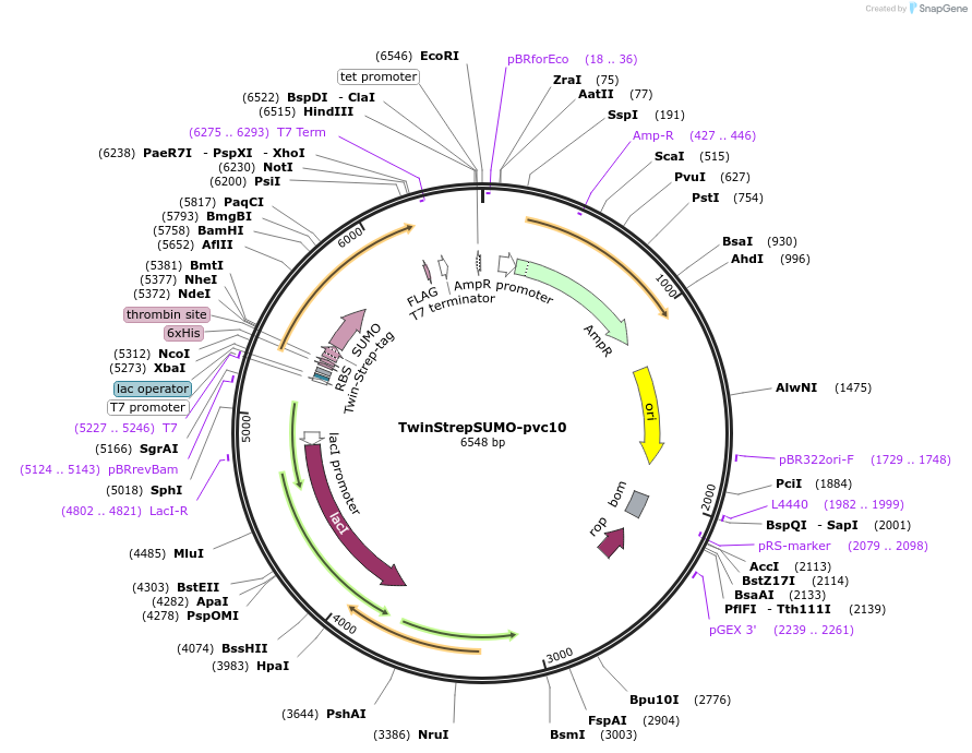 243750-plasmid-map-sequence-id-486998
