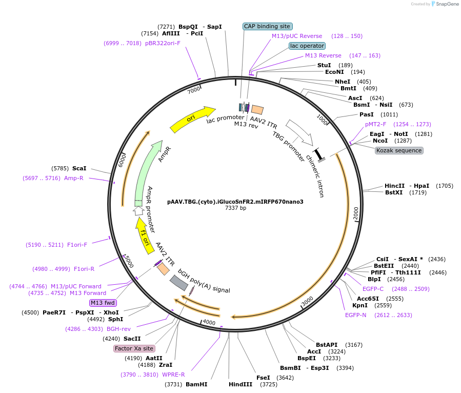 244103-plasmid-map-sequence-id-487000