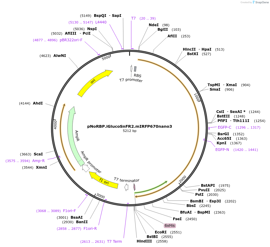 244107-plasmid-map-sequence-id-487003