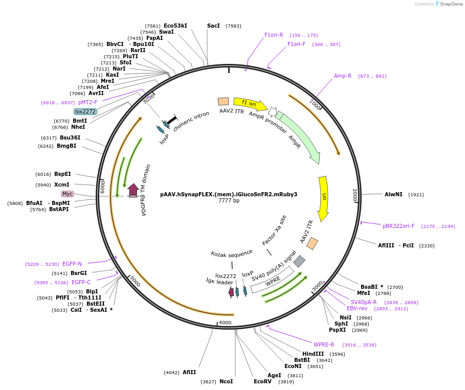 244101-plasmid-map-sequence-id-487005