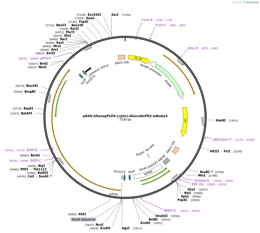 244099-plasmid-map-sequence-id-487016