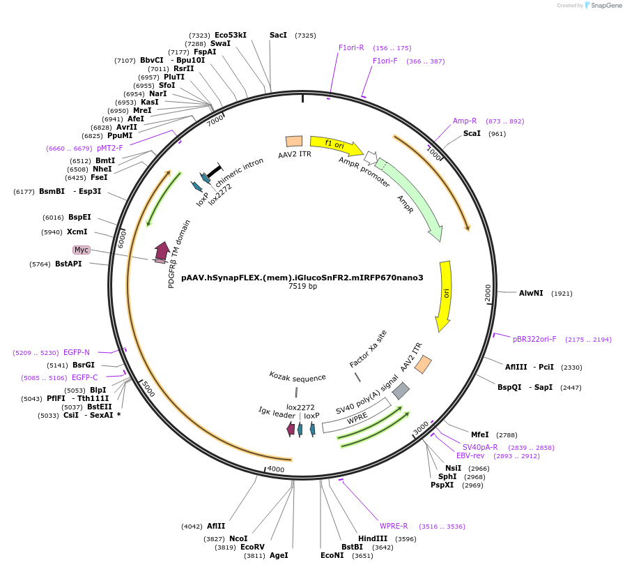 244102-plasmid-map-sequence-id-487017