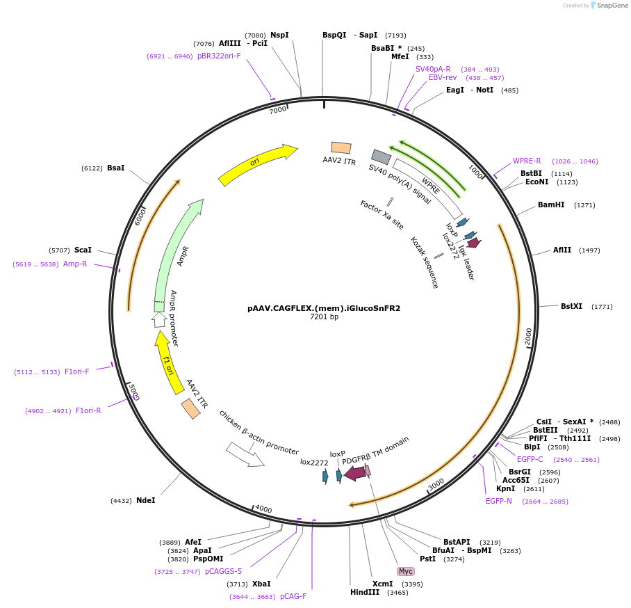 244081-plasmid-map-sequence-id-487018