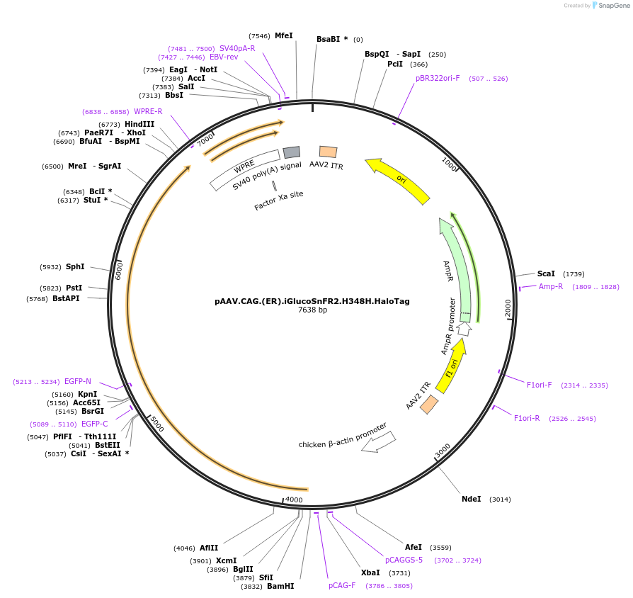 244074-plasmid-map-sequence-id-487021