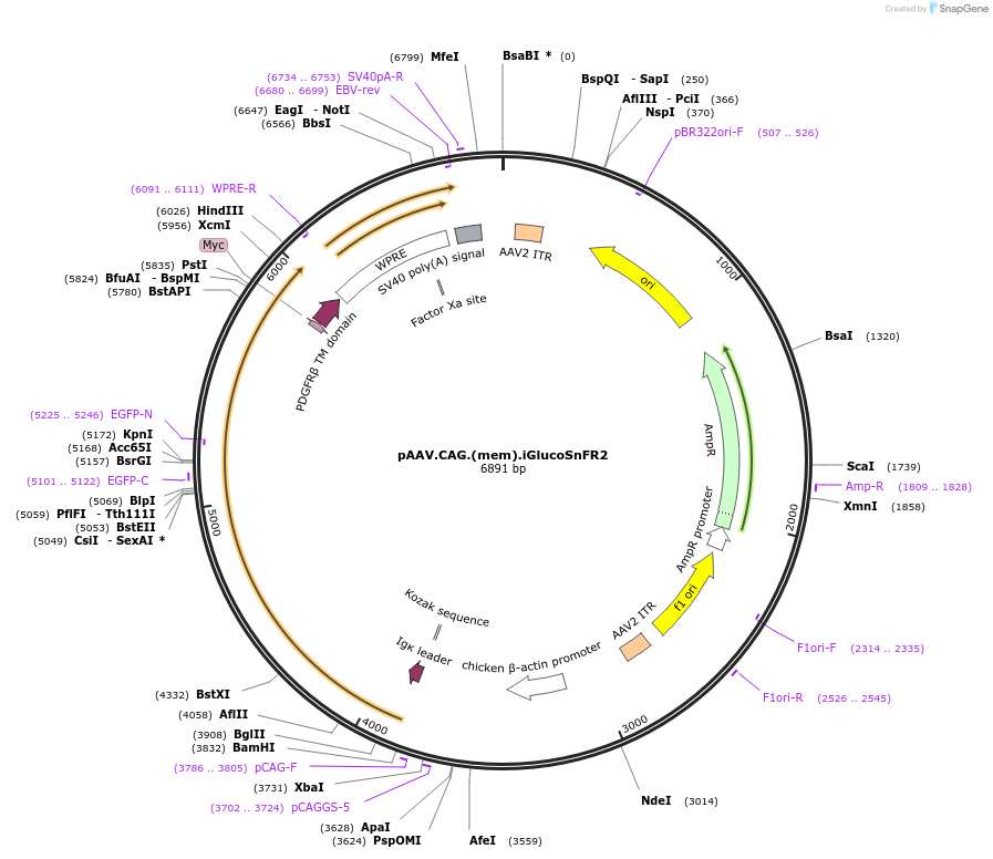 244077-plasmid-map-sequence-id-487022