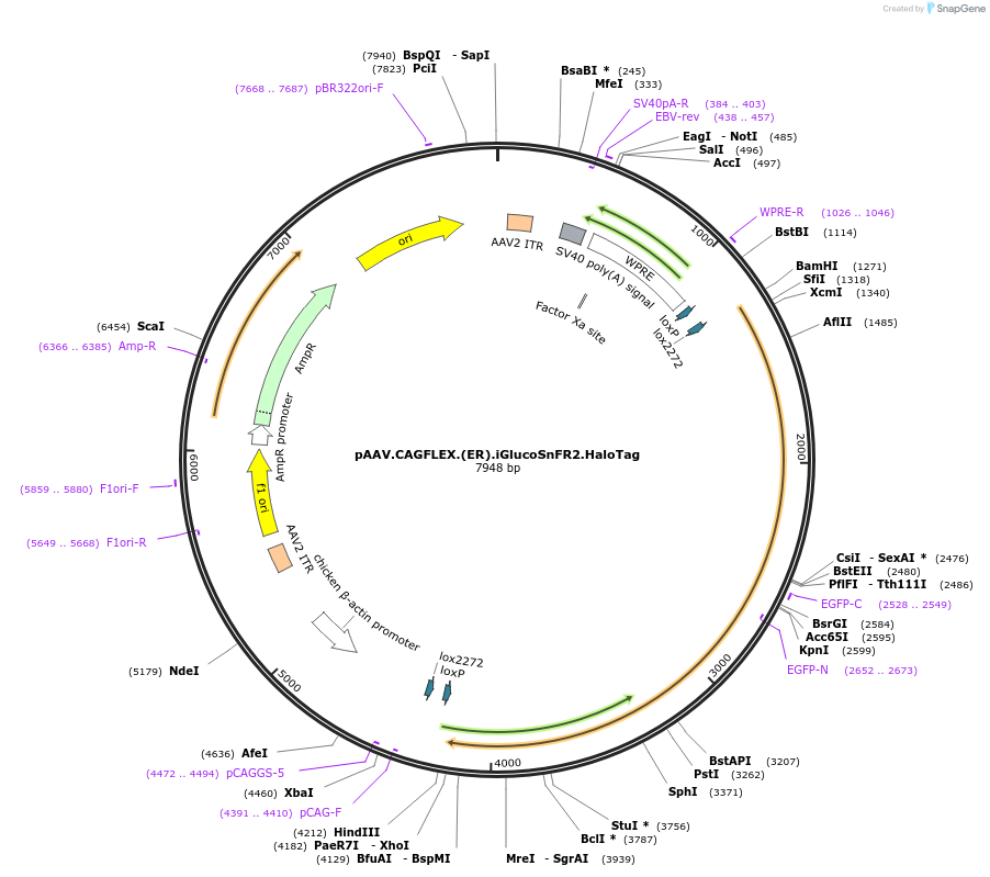 244083-plasmid-map-sequence-id-487023