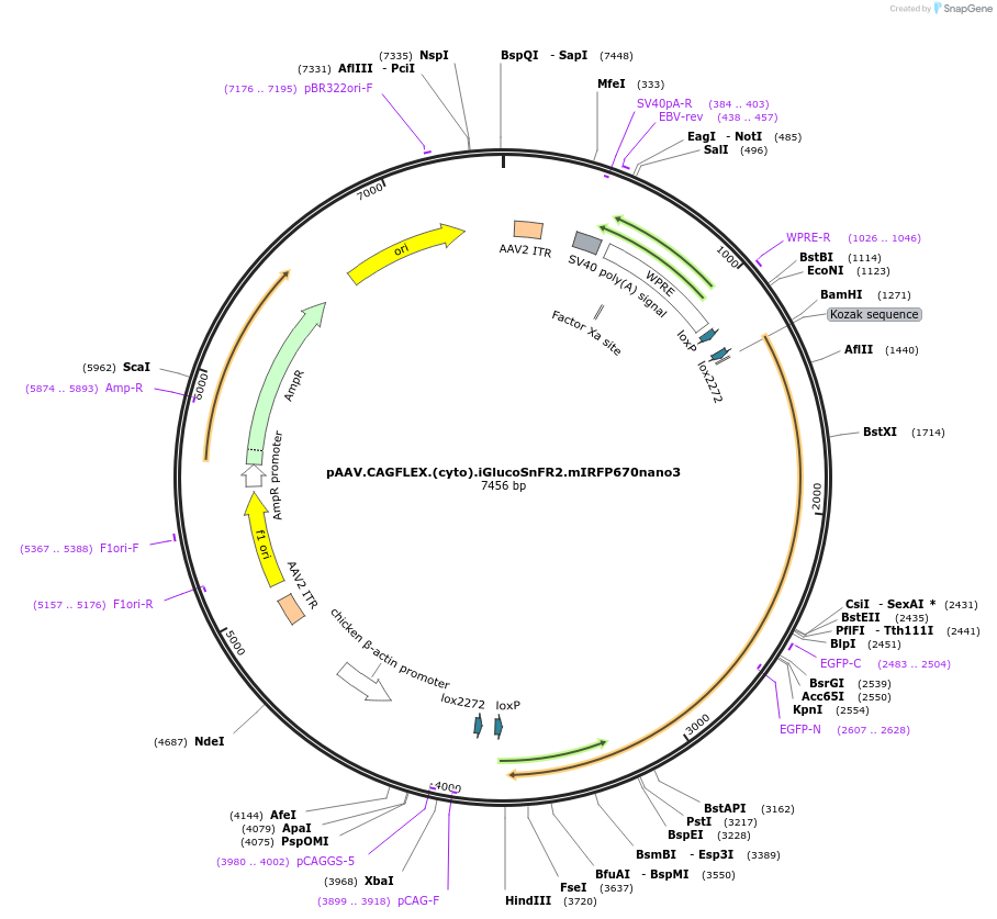 244080-plasmid-map-sequence-id-487024