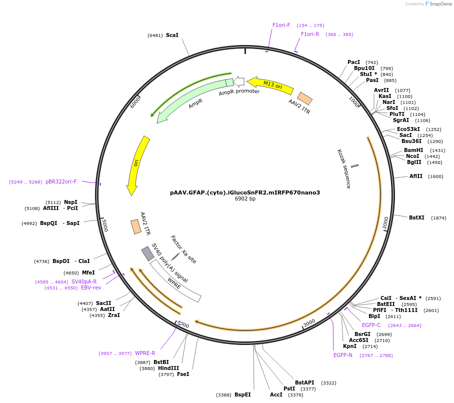 244087-plasmid-map-sequence-id-487064