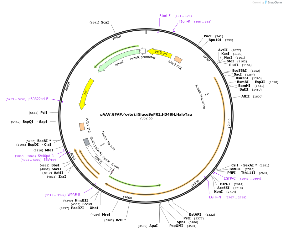 244086-plasmid-map-sequence-id-487065