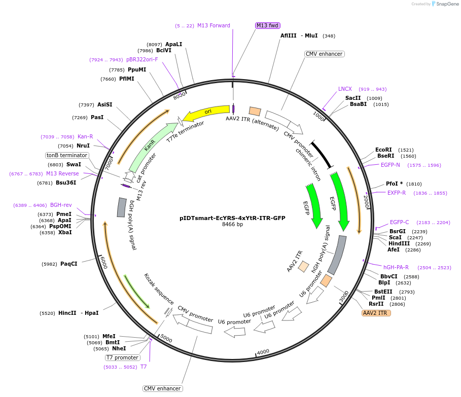 240279-plasmid-map-sequence-id-487066