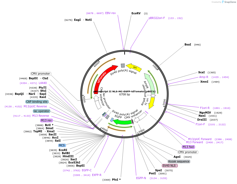 240411-plasmid-map-sequence-id-487070