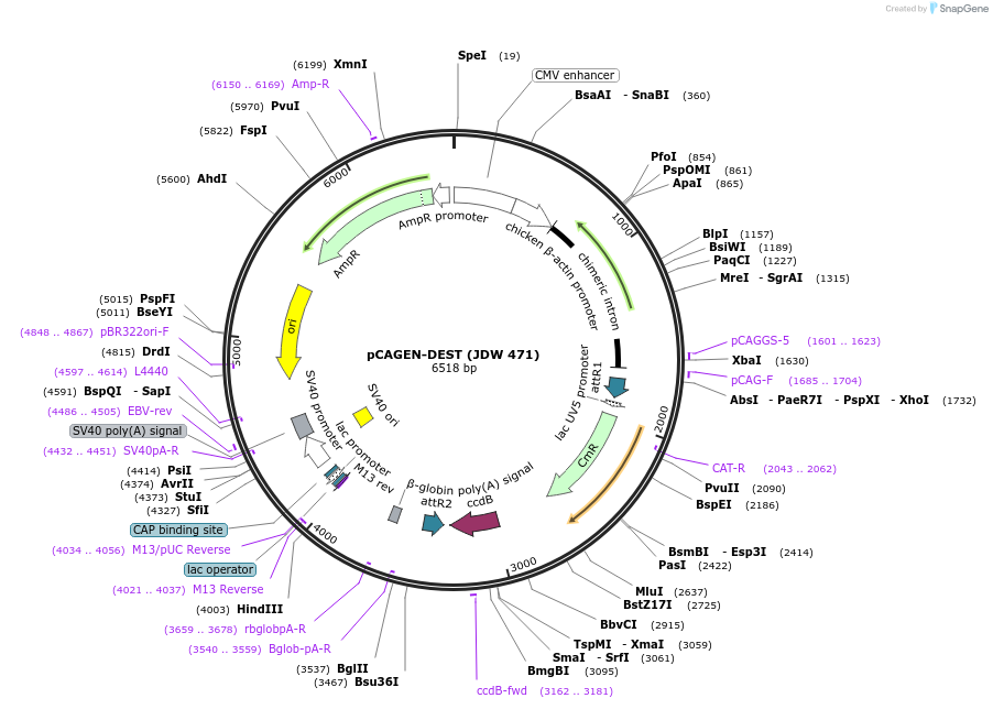 242573-plasmid-map-sequence-id-487073