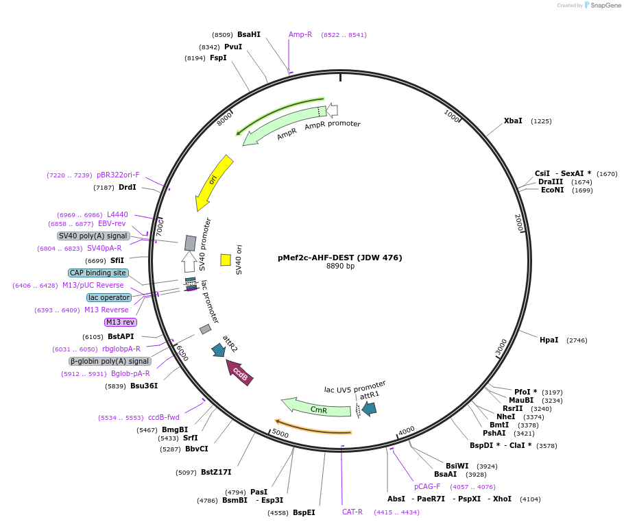 242577-plasmid-map-sequence-id-487082
