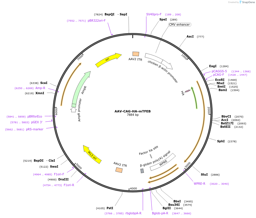 243758-plasmid-map-sequence-id-487083