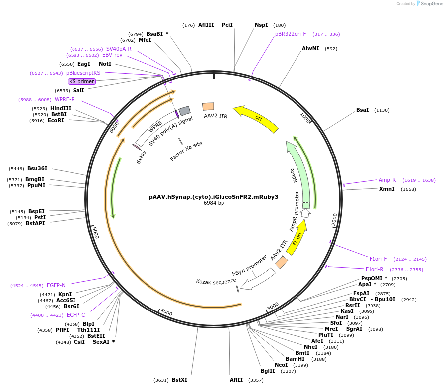244092-plasmid-map-sequence-id-487084