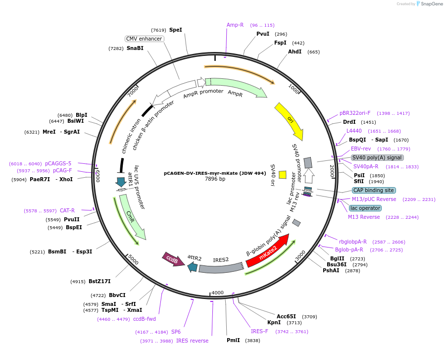 242575-plasmid-map-sequence-id-487087