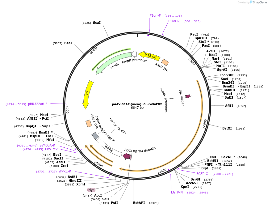 244088-plasmid-map-sequence-id-487088