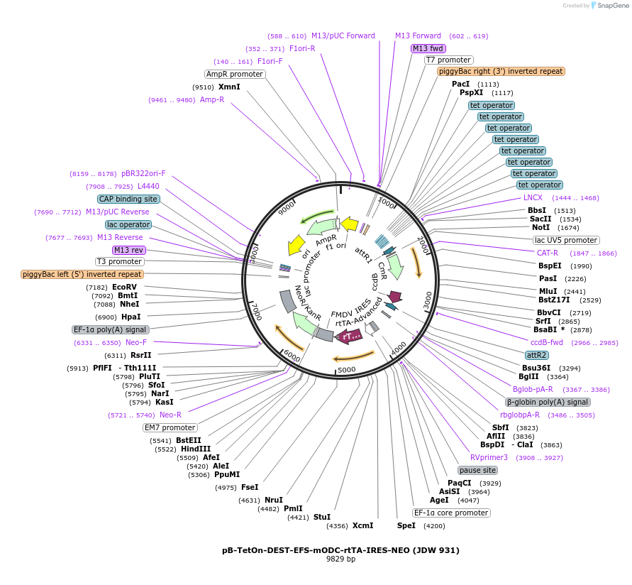 242578-plasmid-map-sequence-id-487089