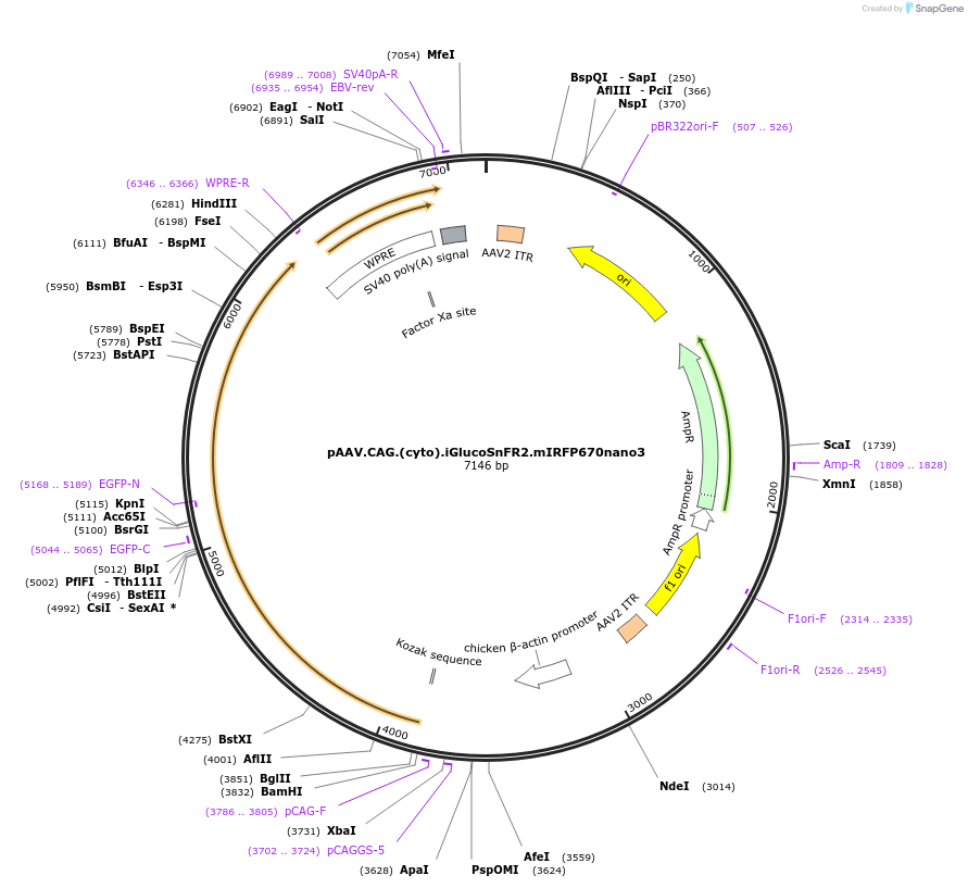 244072-plasmid-map-sequence-id-487092