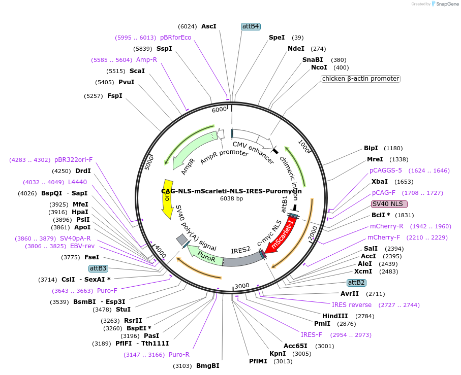 234890-plasmid-map-sequence-id-487094