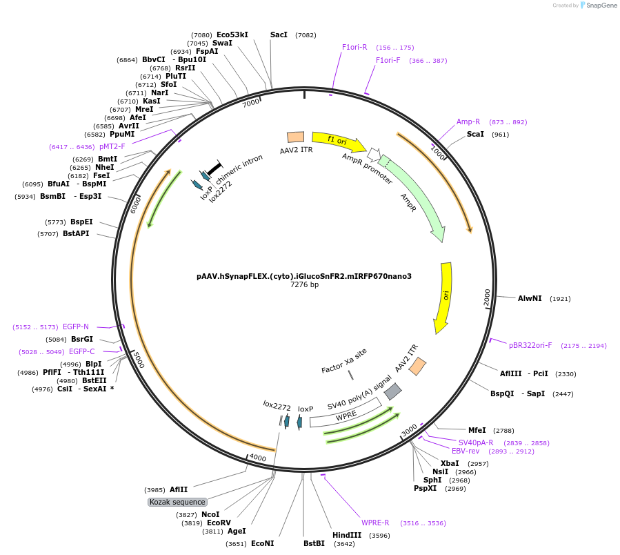 244100-plasmid-map-sequence-id-487098