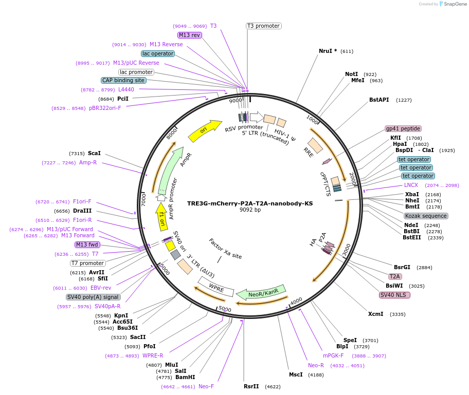 238287-plasmid-map-sequence-id-487104