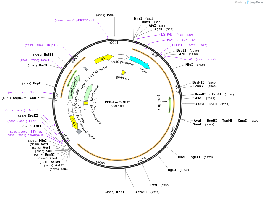 238278-plasmid-map-sequence-id-487105