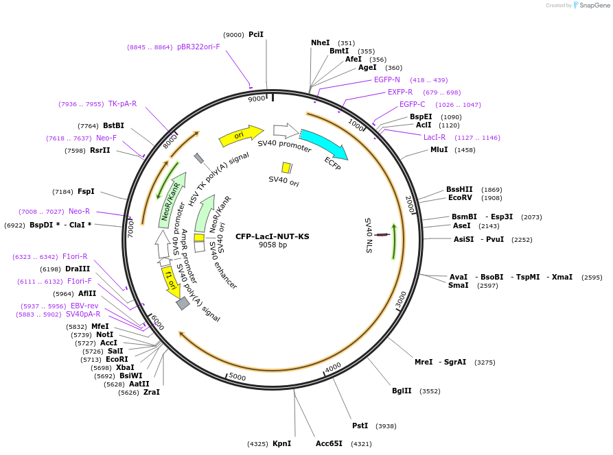 238279-plasmid-map-sequence-id-487107