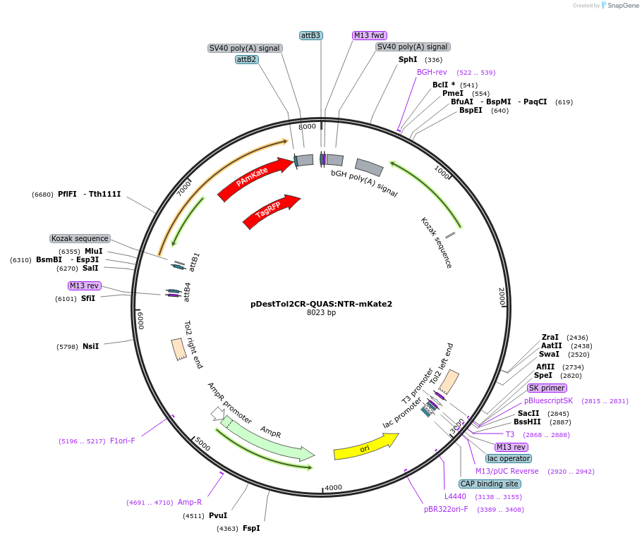 241914-plasmid-map-sequence-id-487159