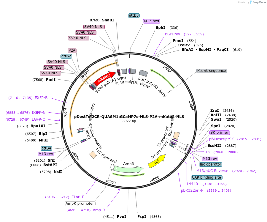 241915-plasmid-map-sequence-id-487161