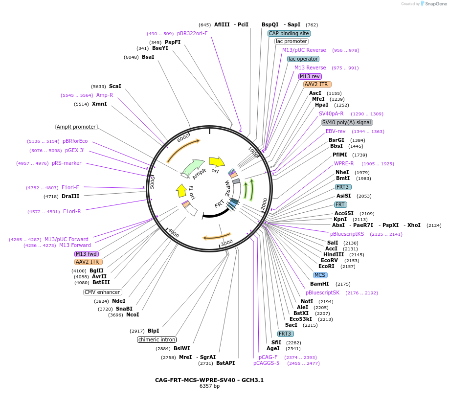 241326-plasmid-map-sequence-id-487166