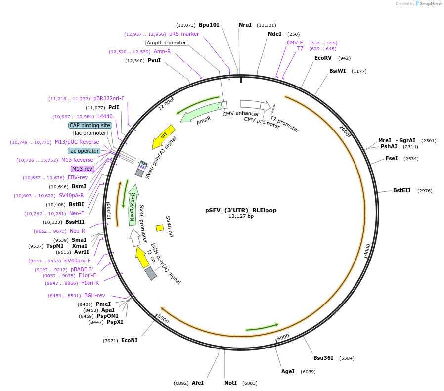 240253-plasmid-map-sequence-id-487169