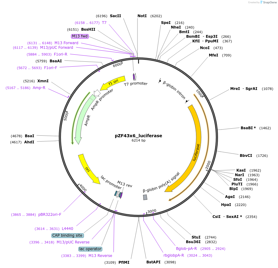 240267-plasmid-map-sequence-id-487172