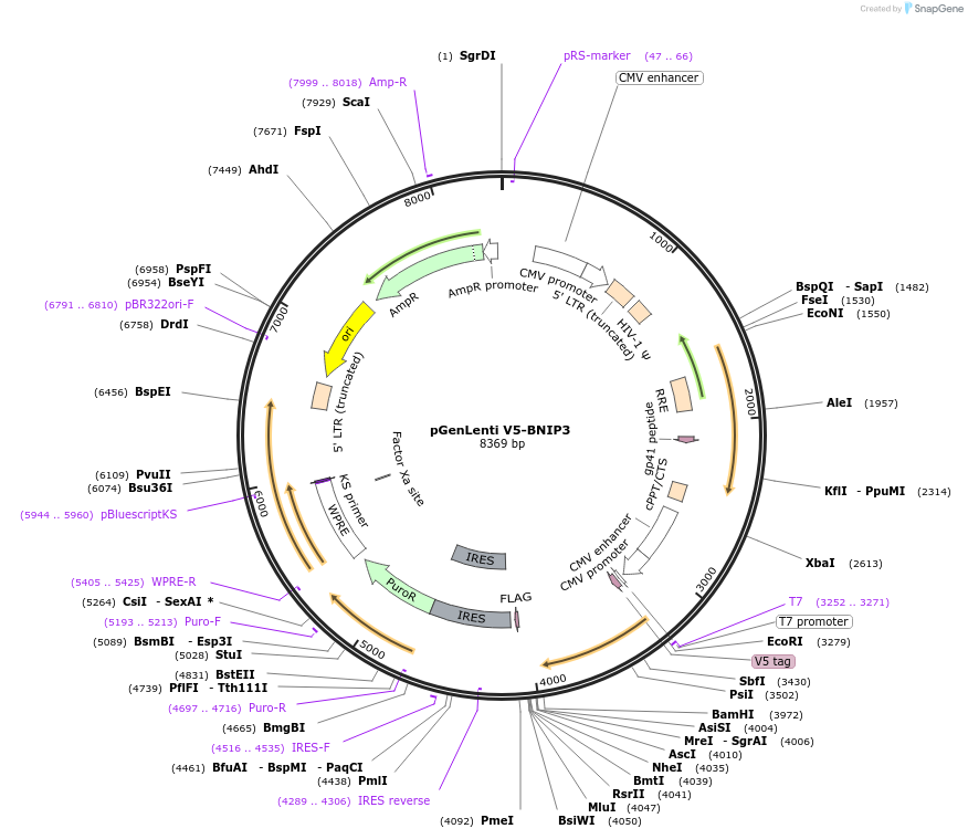 223732-plasmid-map-sequence-id-487175