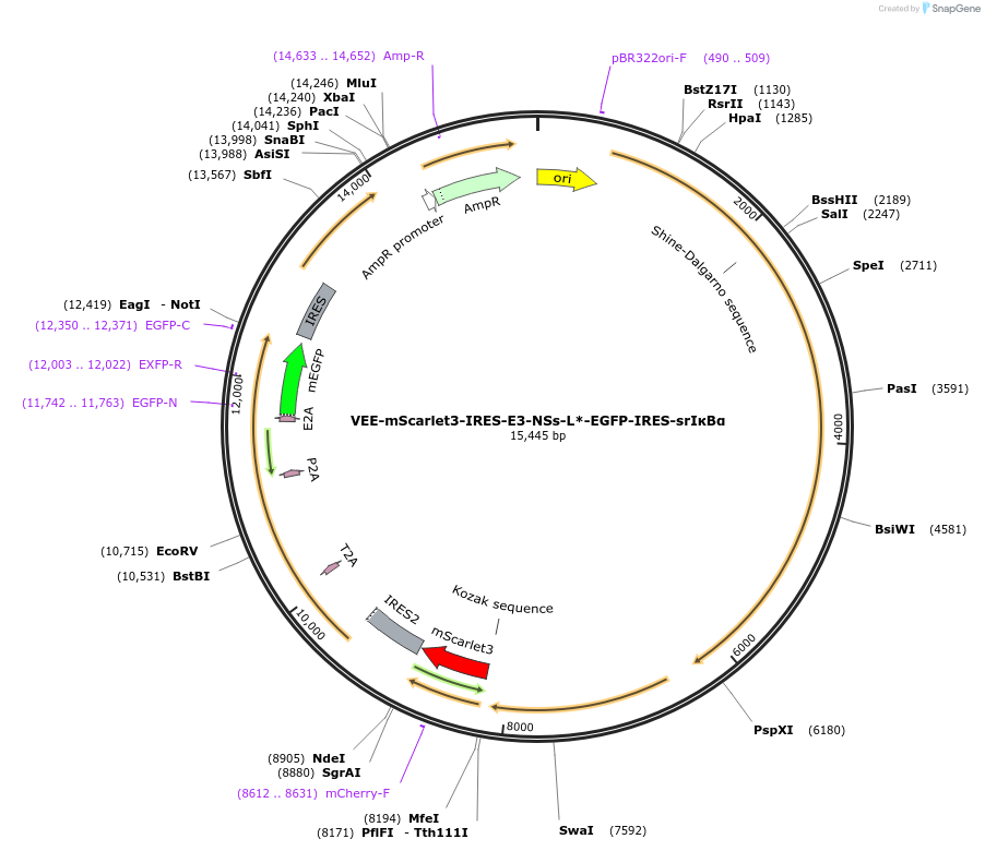 242411-plasmid-map-sequence-id-487192