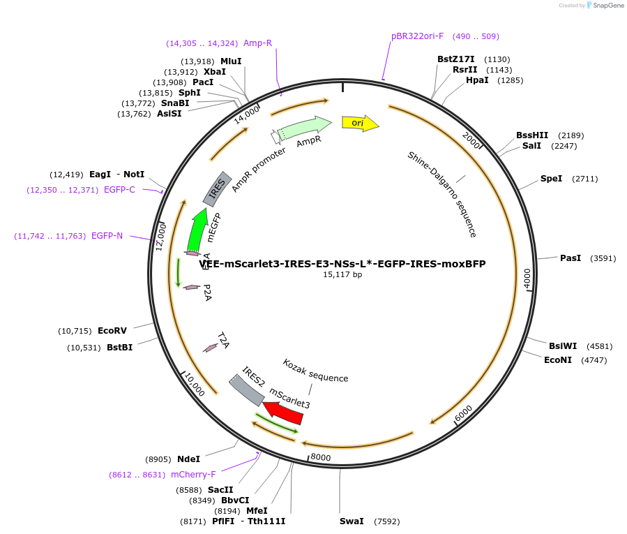 242410-plasmid-map-sequence-id-487193
