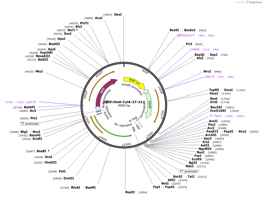 241275-plasmid-map-sequence-id-487216