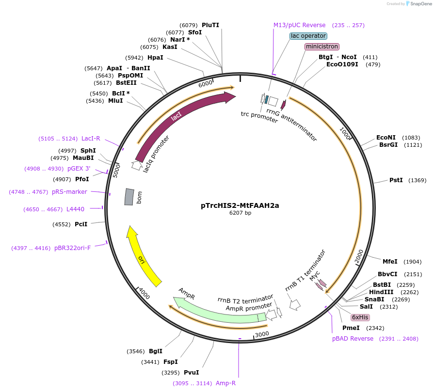 243680-plasmid-map-sequence-id-487228