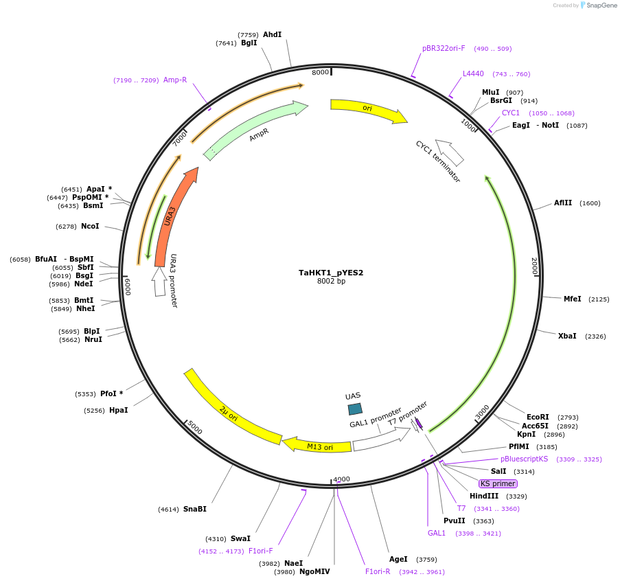 244447-plasmid-map-sequence-id-487259