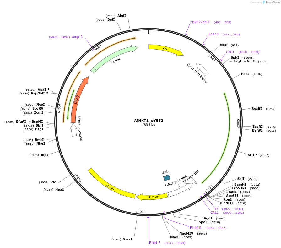 244550-plasmid-map-sequence-id-487262