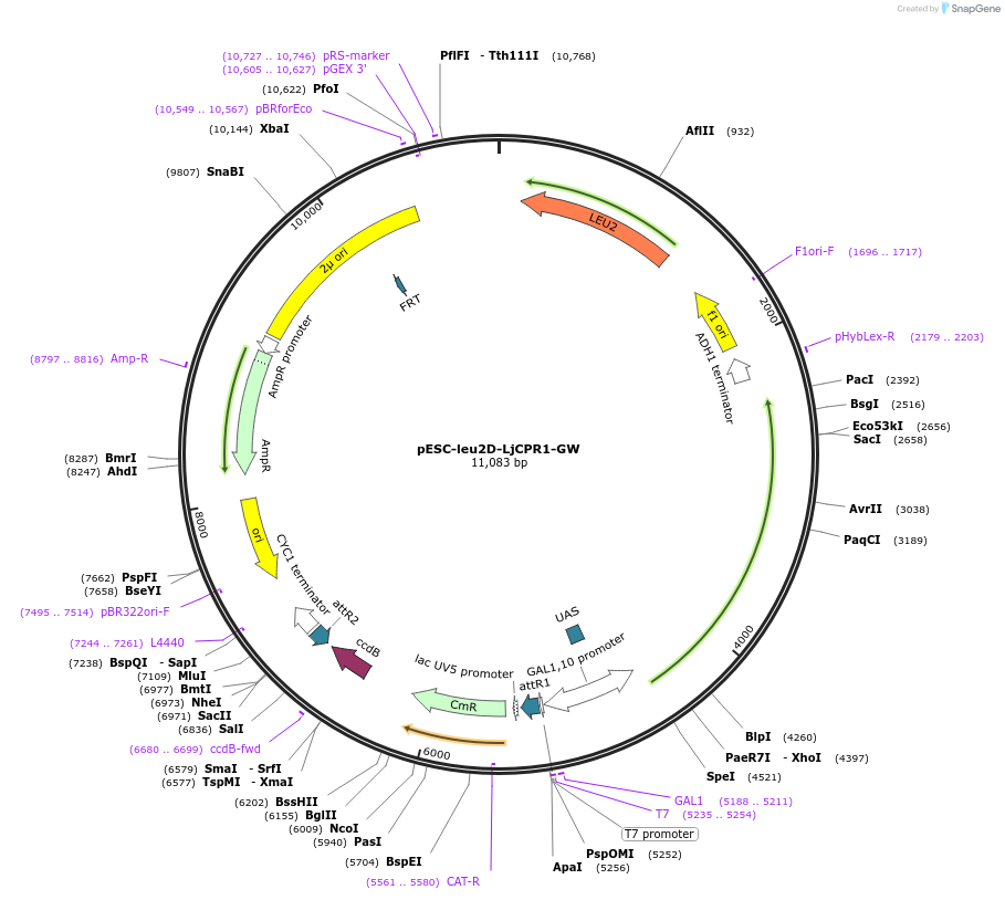 233735-plasmid-map-sequence-id-487268