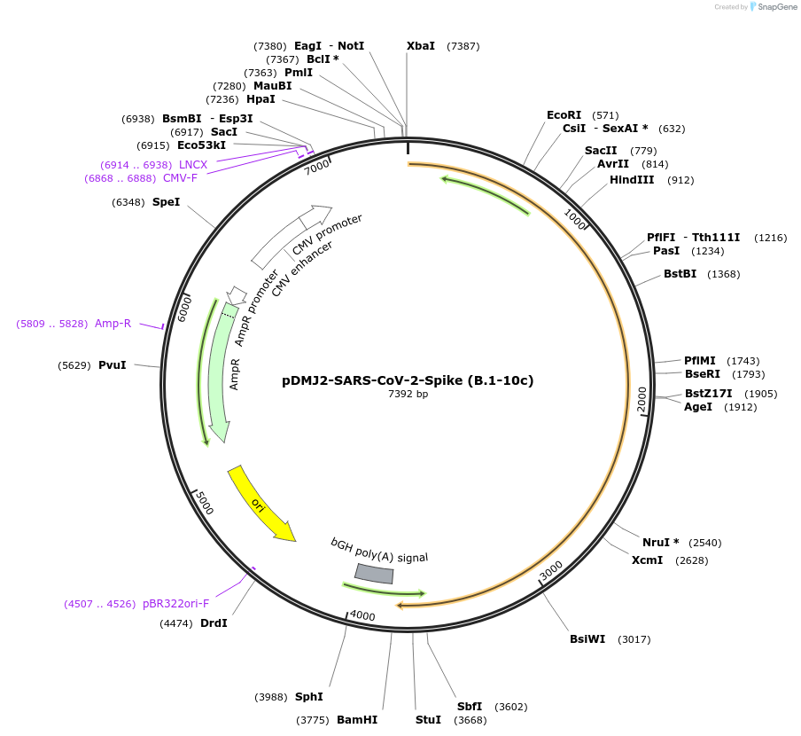 241036-plasmid-map-sequence-id-487272