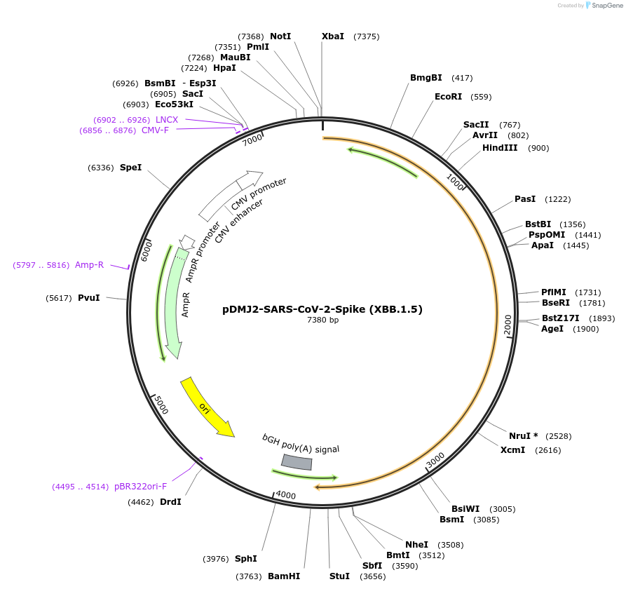 241134-plasmid-map-sequence-id-487274