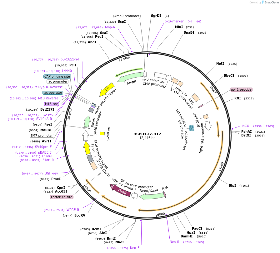 236333-plasmid-map-sequence-id-487372
