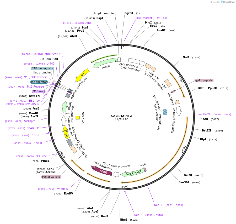 236334-plasmid-map-sequence-id-487376