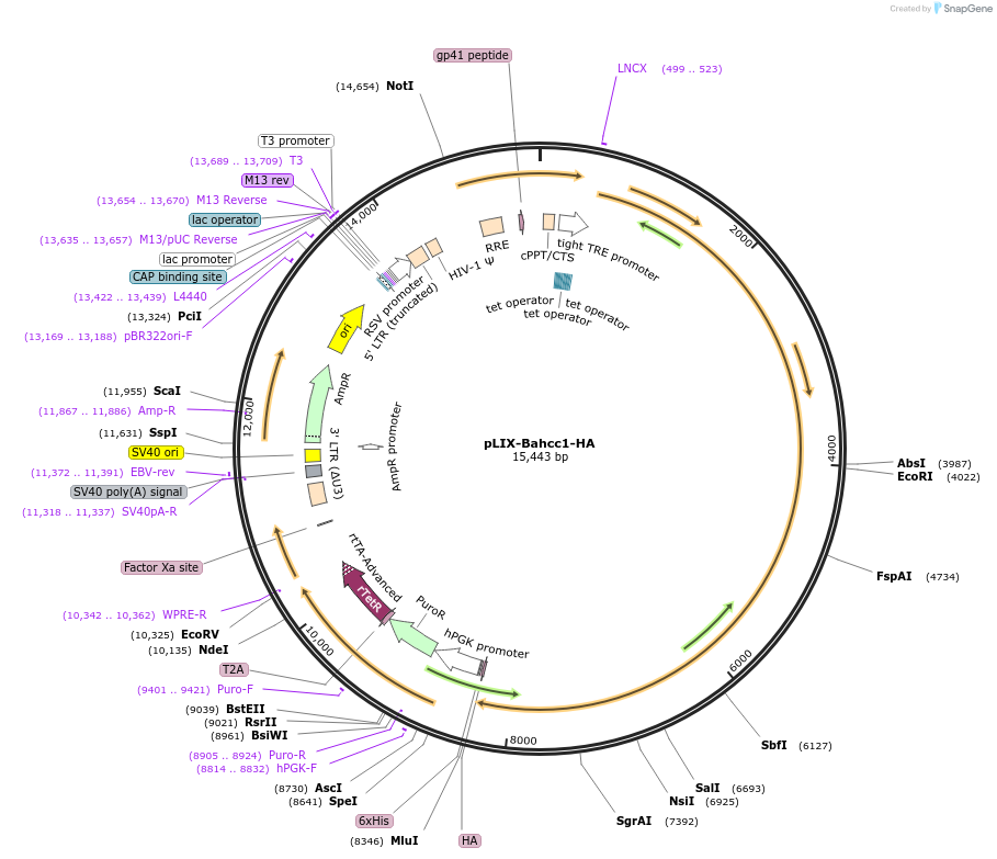 242754-plasmid-map-sequence-id-487420