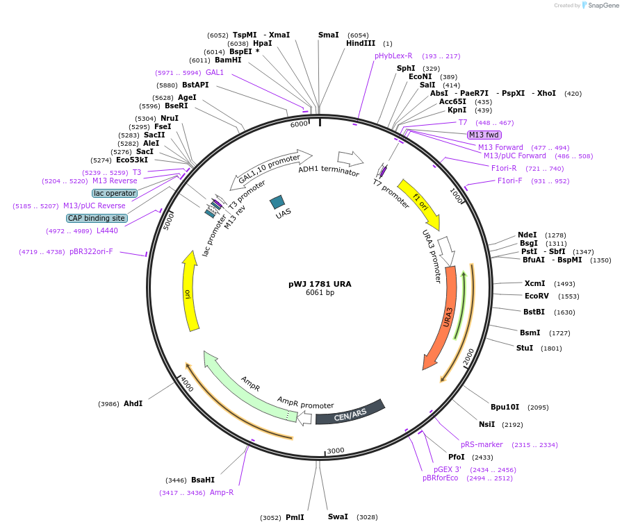 245252-plasmid-map-sequence-id-487425